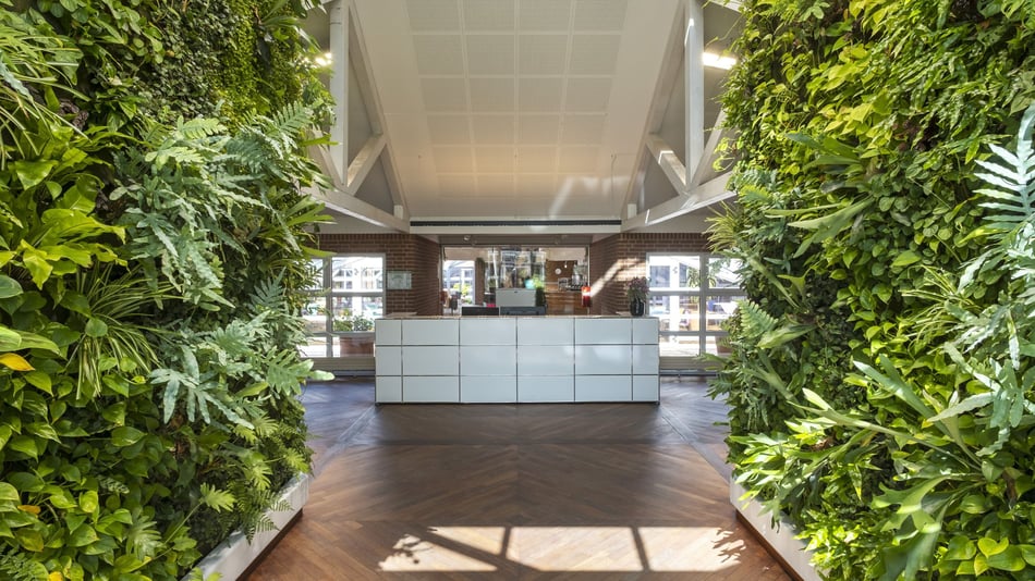 Frontale-Ansicht-auf-den-Empfangsbereich-bei-Depesche-mit-einem-weissen-Tresen-umrahmt-von-zwei-lebenden-gruenen-Waenden